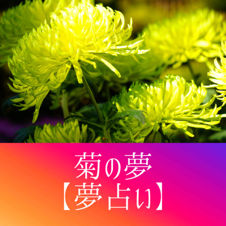 菊⁡の夢の意味：誠実な恋の象徴