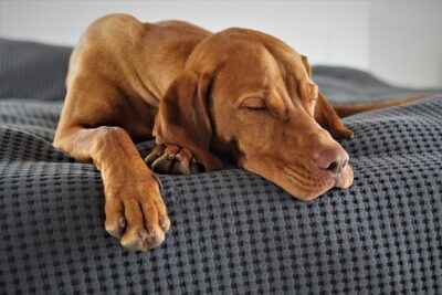 「犬と寝る」スピリチュアルな意味とその影響