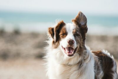 愛犬が死後も耳が聞こえる現象の科学的説明