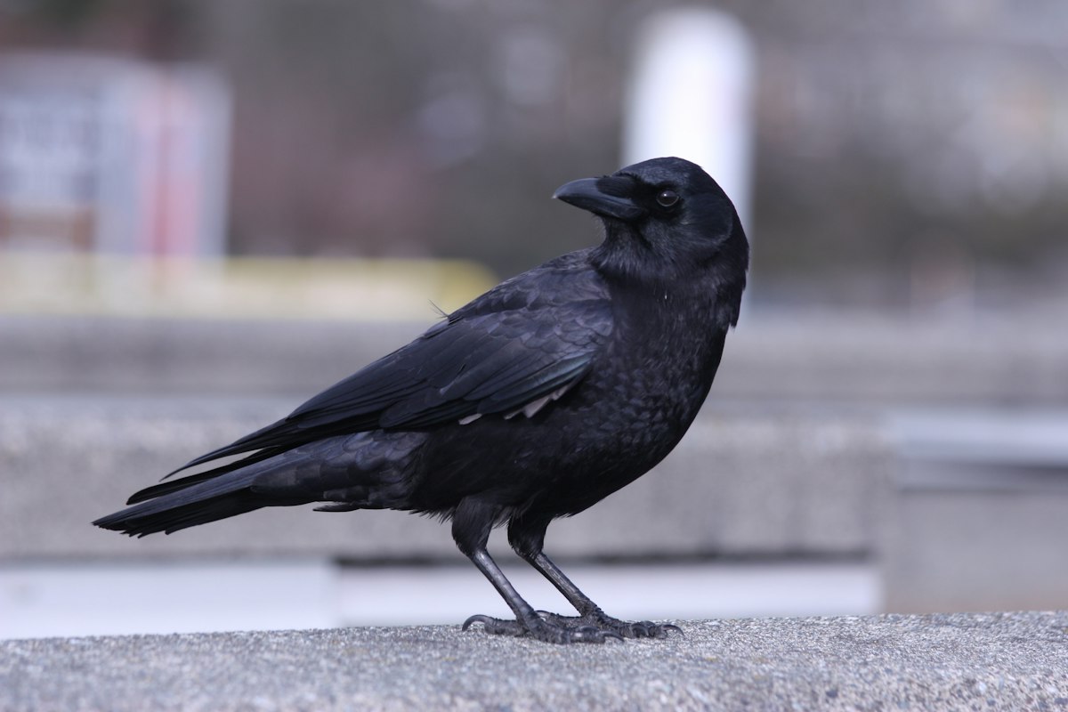 カラスは古くから神の使いとされてきた