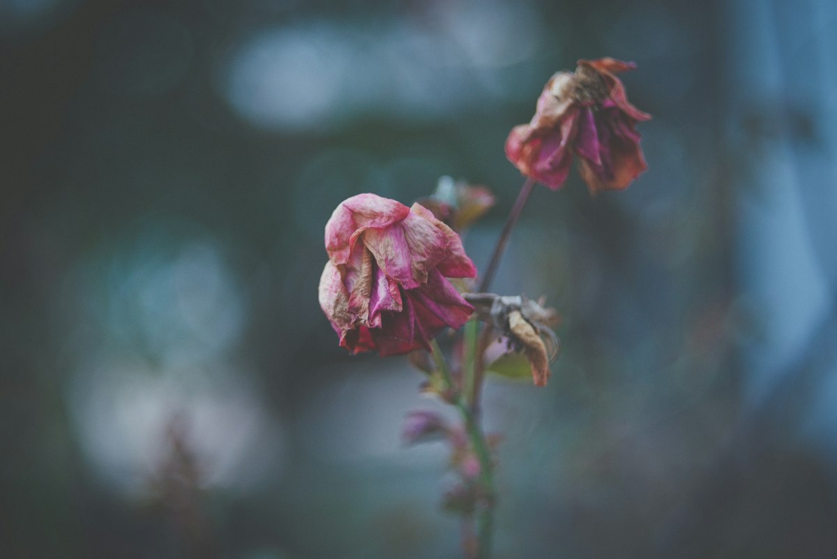 2.枯れた花・壊れたもの・暗い画像は避ける